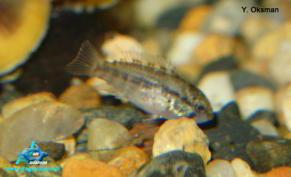 www.israquarium.co.il
